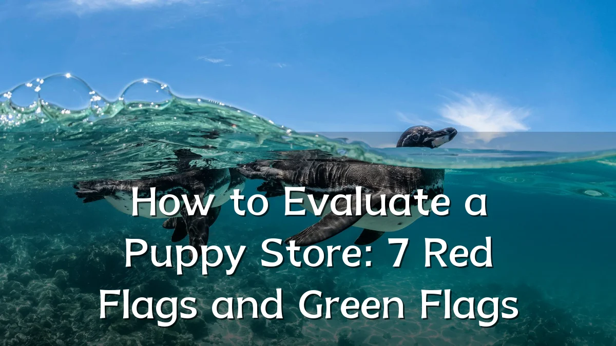 How to Evaluate a Puppy Store: 7 Red Flags and Green Flags