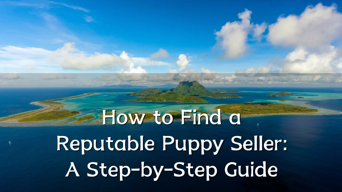How to Find a Reputable Puppy Seller: A Step-by-Step Guide