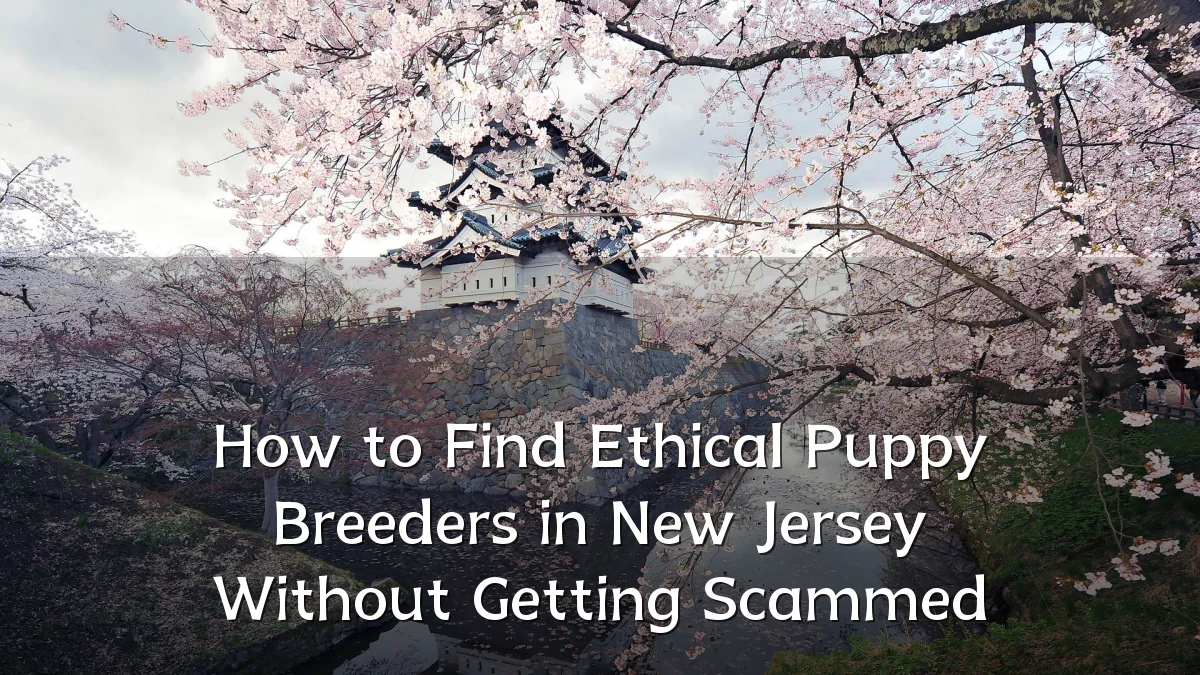 How to Find Ethical Puppy Breeders in New Jersey Without Getting Scammed
