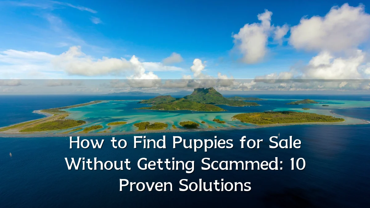 How to Find Puppies for Sale Without Getting Scammed: 10 Proven Solutions