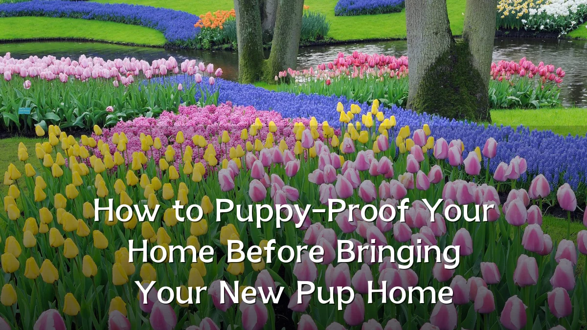 How to Puppy-Proof Your Home Before Bringing Your New Pup Home