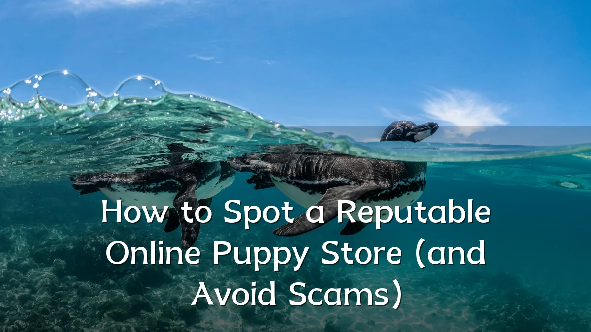 How to Spot a Reputable Online Puppy Store (and Avoid Scams)