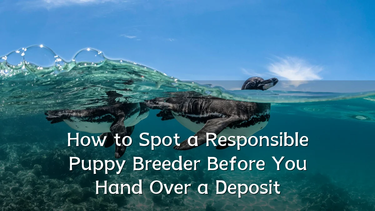 How to Spot a Responsible Puppy Breeder Before You Hand Over a Deposit