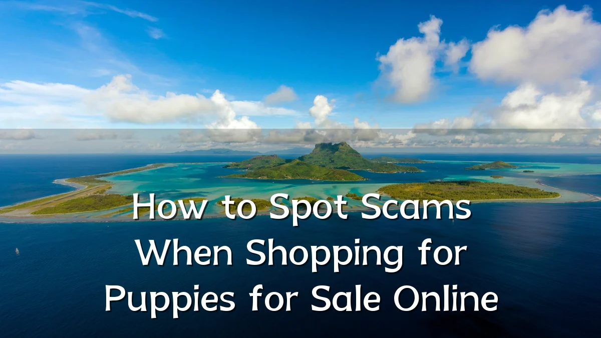 How to Spot Scams When Shopping for Puppies for Sale Online