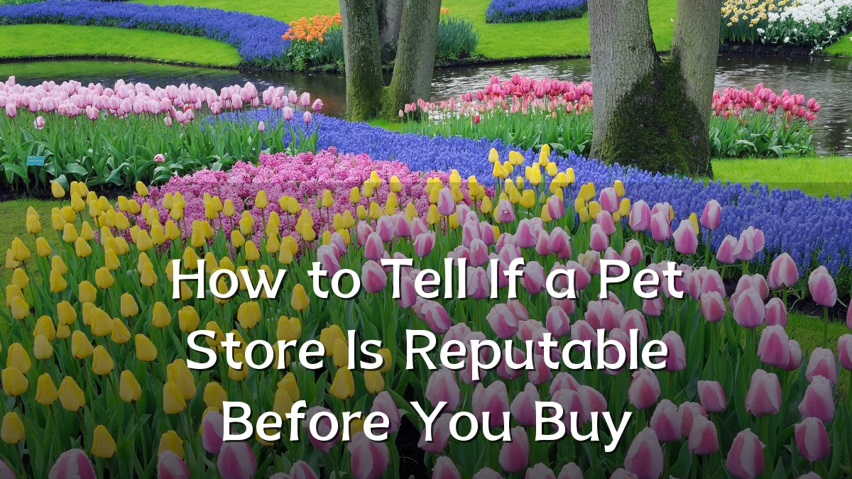 How to Tell If a Pet Store Is Reputable Before You Buy