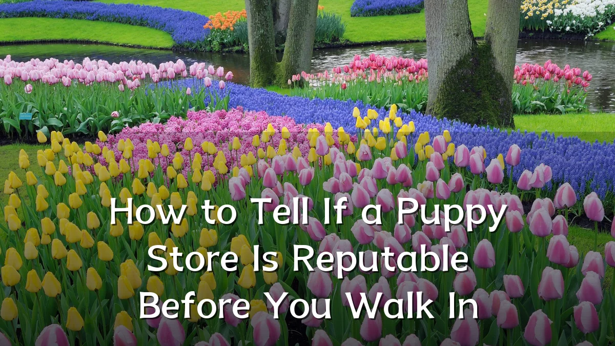 How to Tell If a Puppy Store Is Reputable Before You Walk In