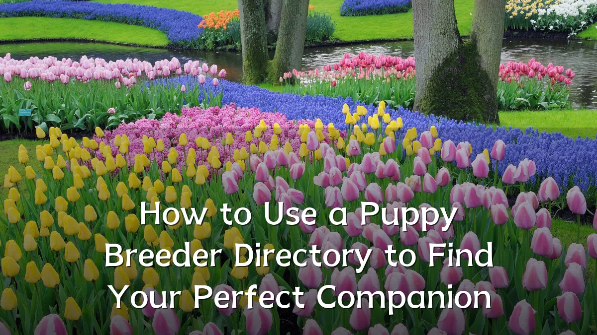 How to Use a Puppy Breeder Directory to Find Your Perfect Companion