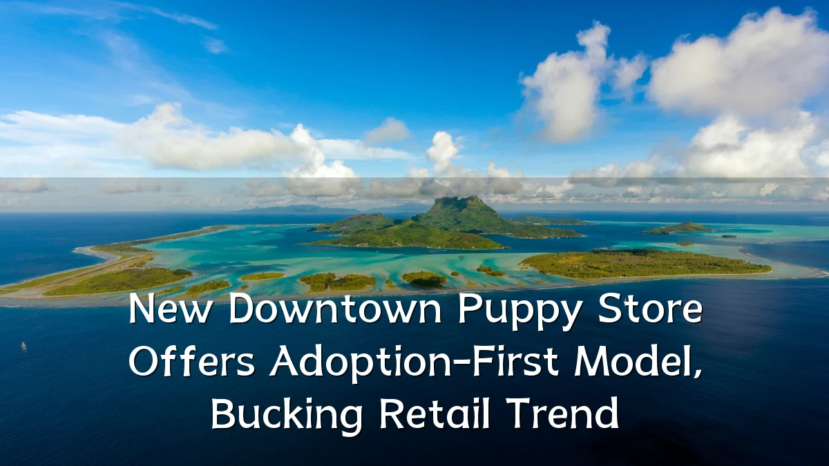 New Downtown Puppy Store Offers Adoption-First Model, Bucking Retail Trend