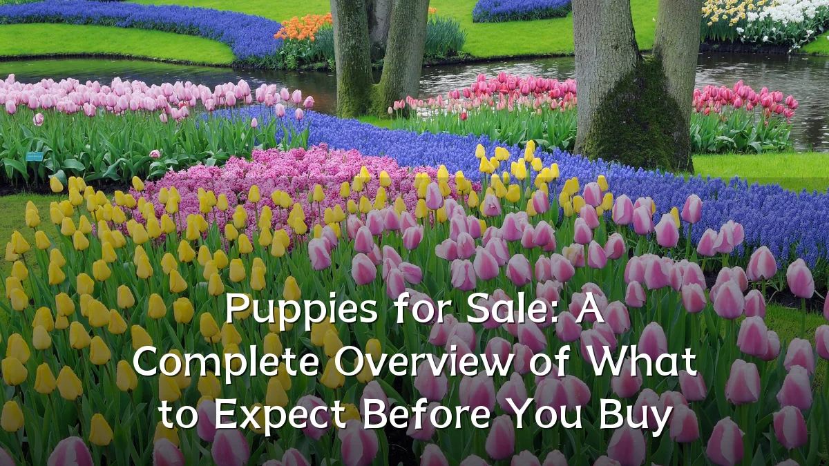 Puppies for Sale: A Complete Overview of What to Expect Before You Buy