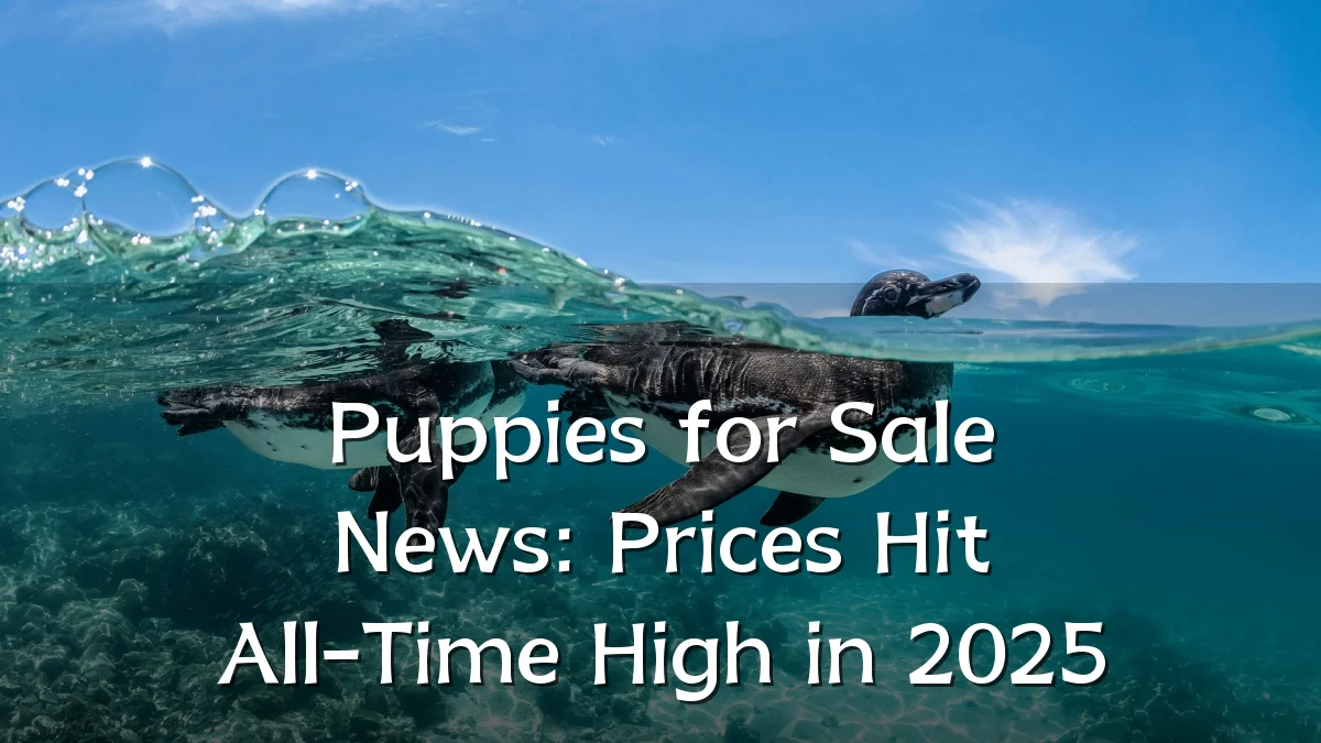 Puppies for Sale News: Prices Hit All-Time High in 2025