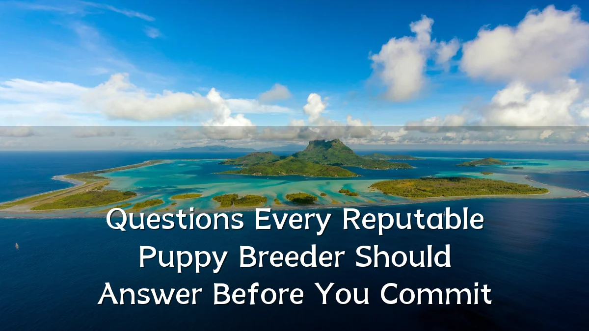 Questions Every Reputable Puppy Breeder Should Answer Before You Commit