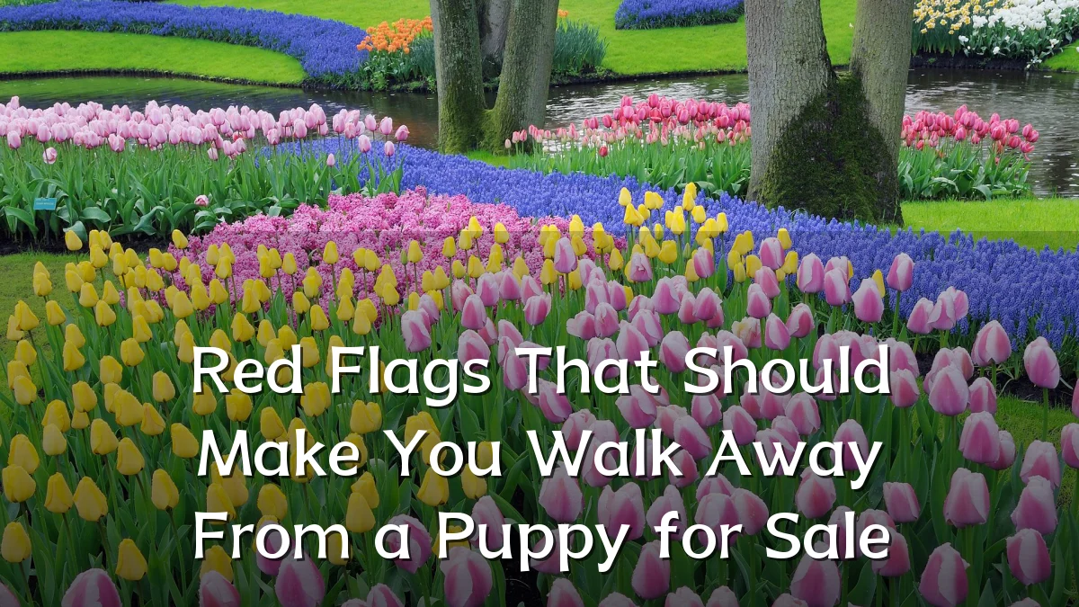 Red Flags That Should Make You Walk Away From a Puppy for Sale