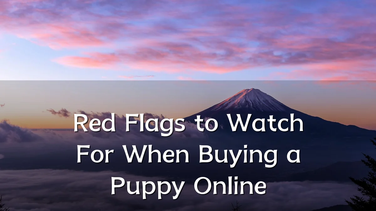 Red Flags to Watch For When Buying a Puppy Online