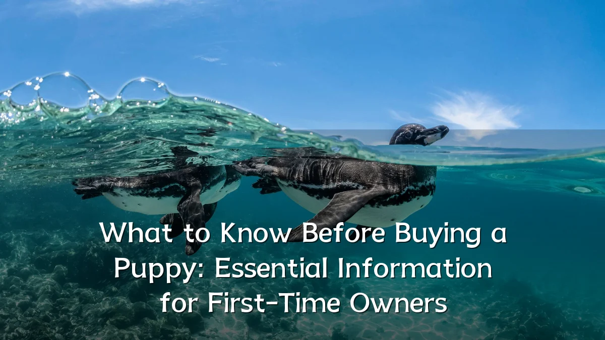 What to Know Before Buying a Puppy: Essential Information for First-Time Owners