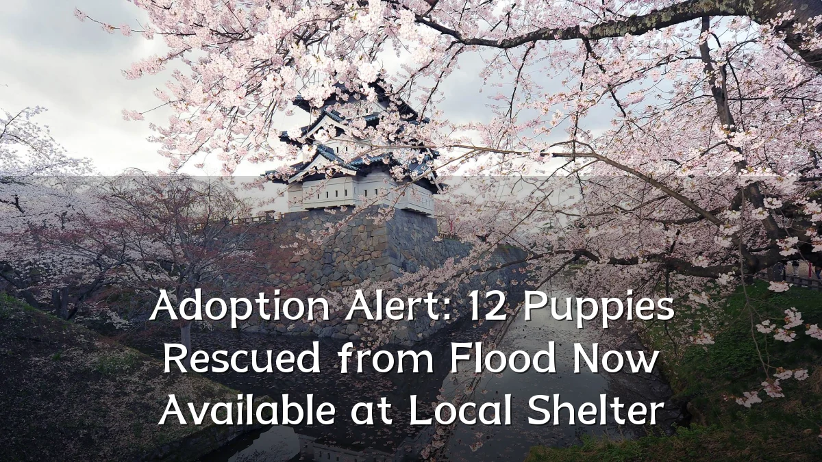 Adoption Alert: 12 Puppies Rescued from Flood Now Available at Local Shelter