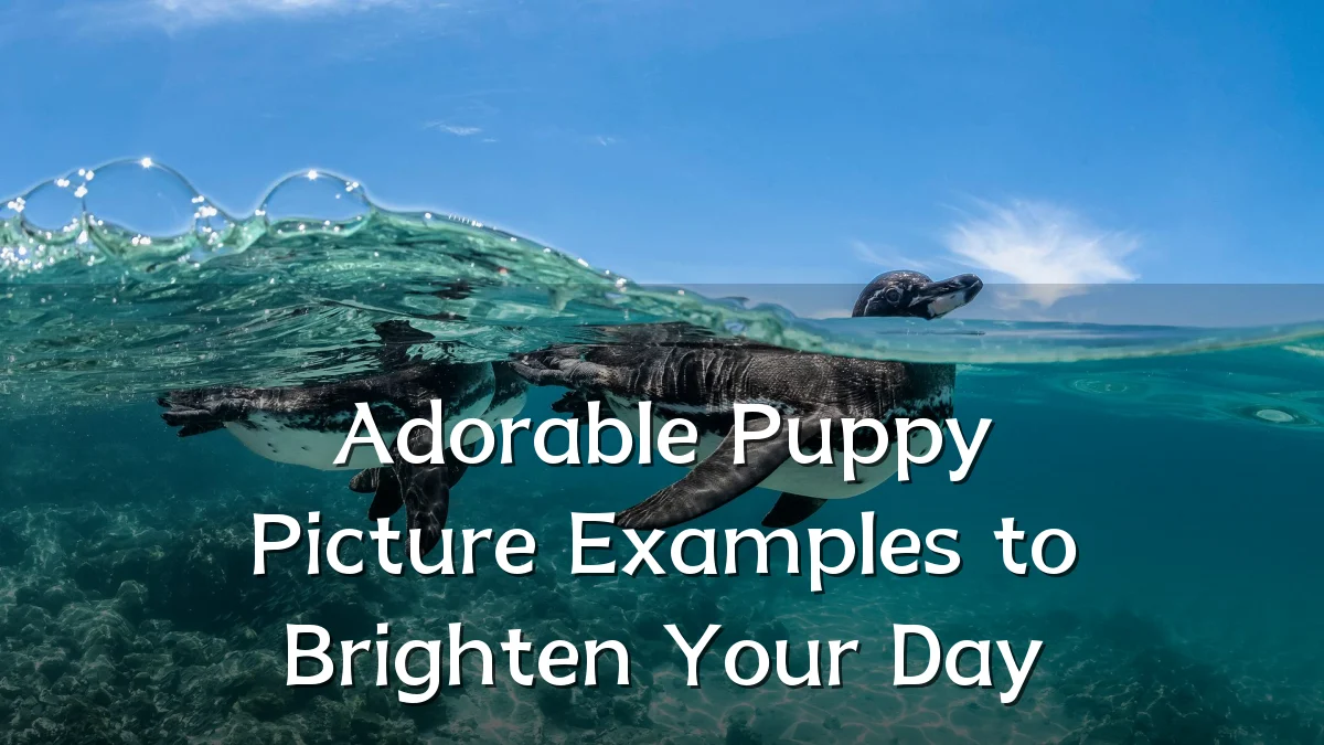 Adorable Puppy Picture Examples to Brighten Your Day