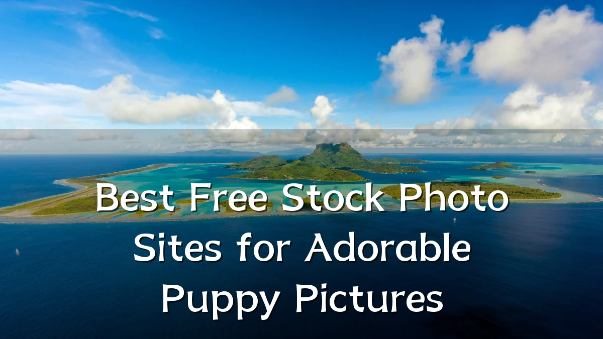 Best Free Stock Photo Sites for Adorable Puppy Pictures
