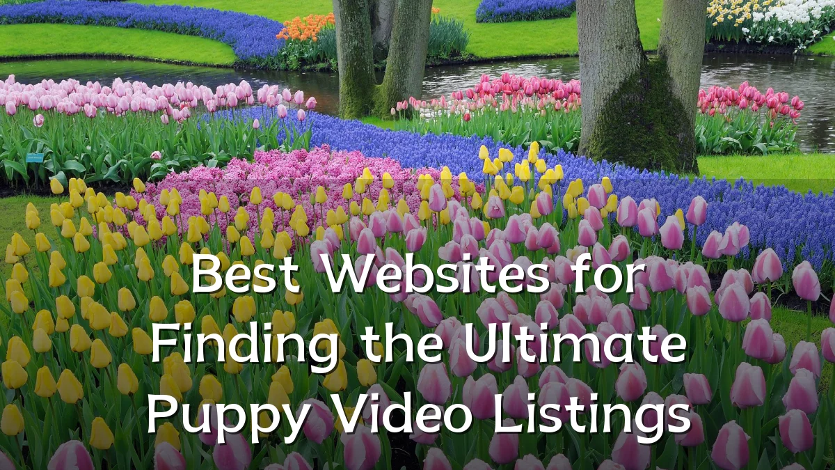 Best Websites for Finding the Ultimate Puppy Video Listings