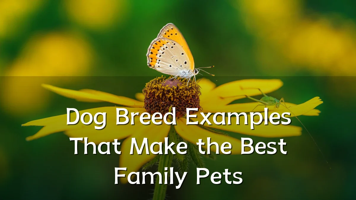 Dog Breed Examples That Make the Best Family Pets