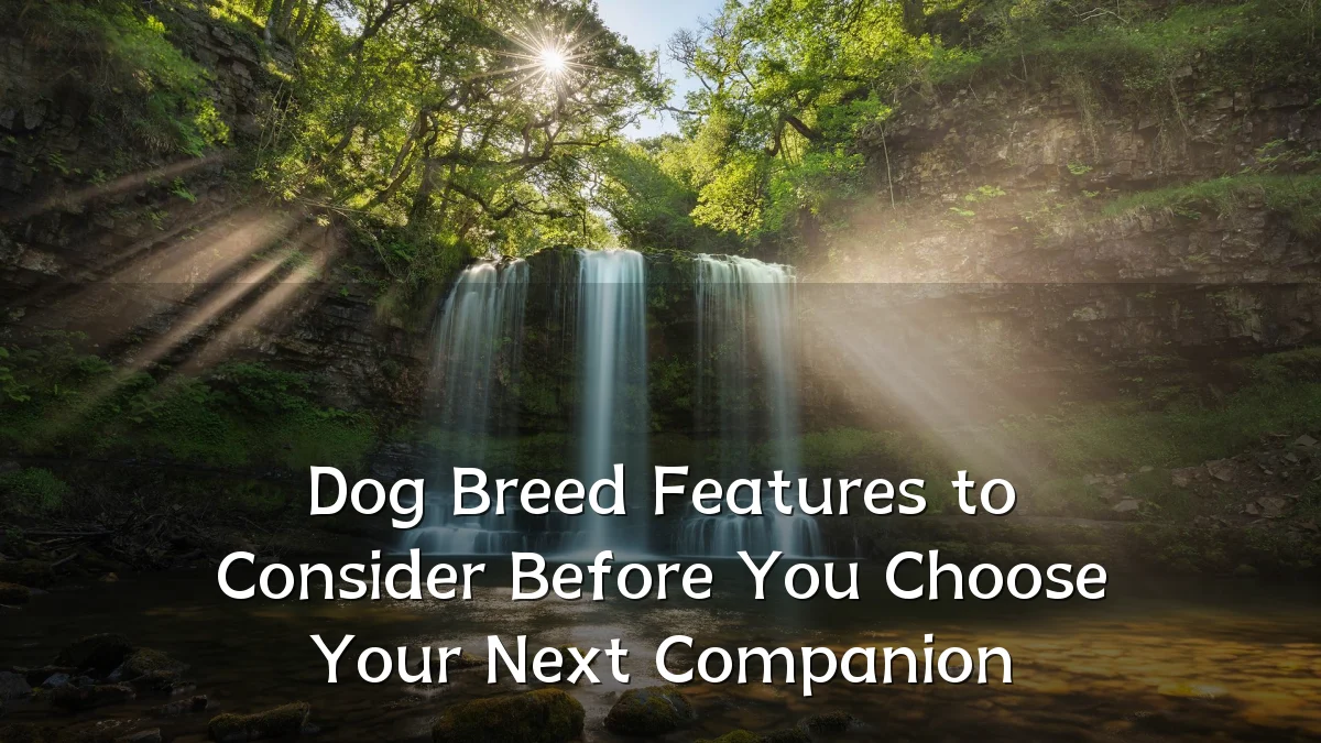 Dog Breed Features to Consider Before You Choose Your Next Companion