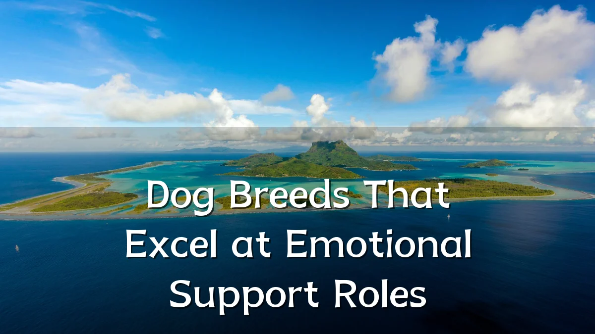 Dog Breeds That Excel at Emotional Support Roles