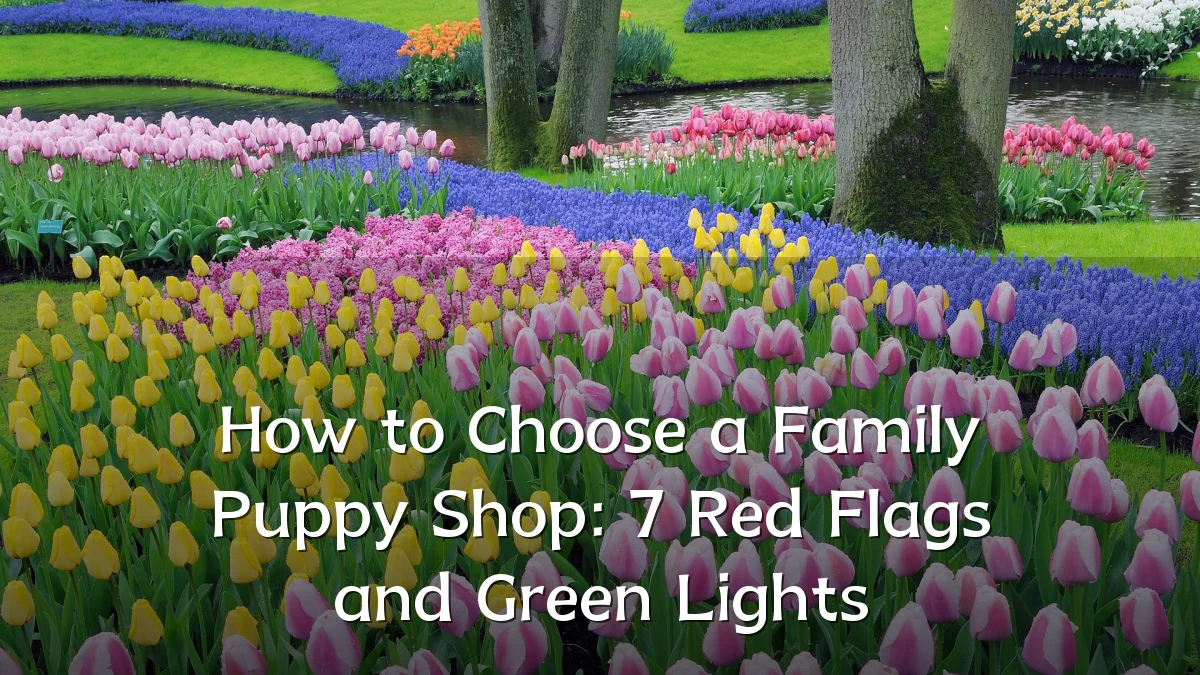 How to Choose a Family Puppy Shop: 7 Red Flags and Green Lights
