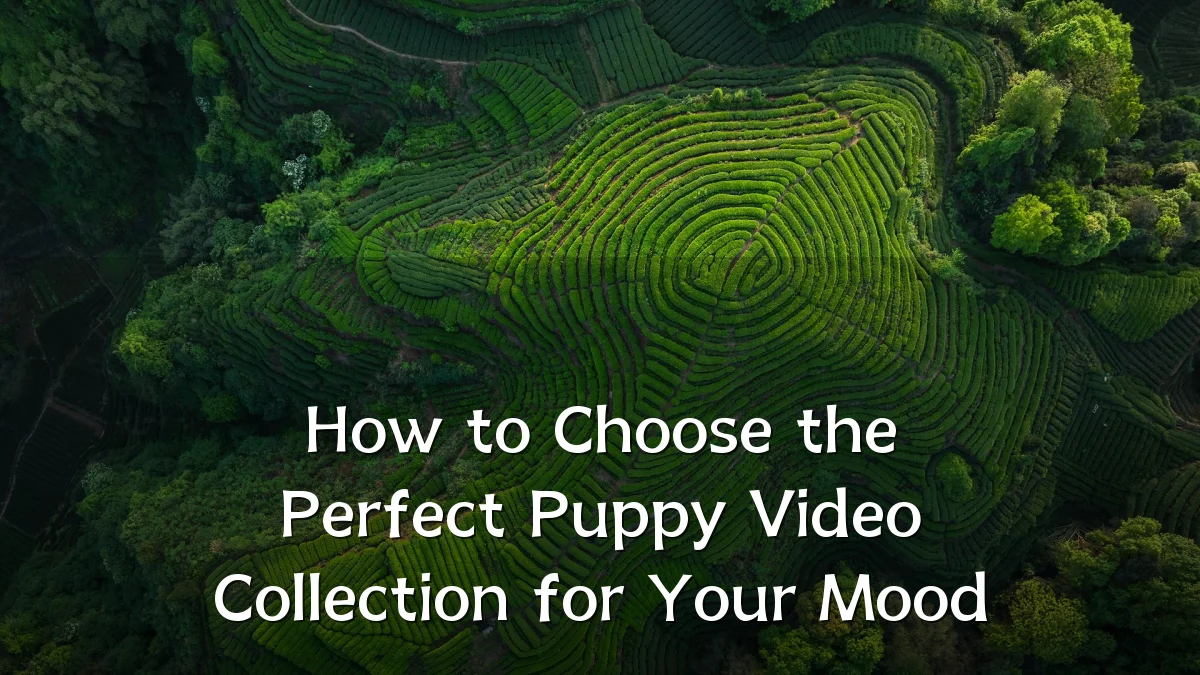 How to Choose the Perfect Puppy Video Collection for Your Mood