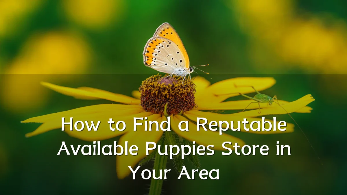 How to Find a Reputable Available Puppies Store in Your Area