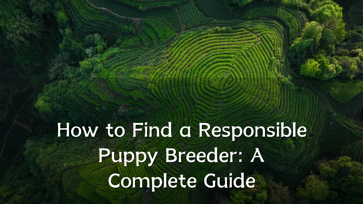 How to Find a Responsible Puppy Breeder: A Complete Guide