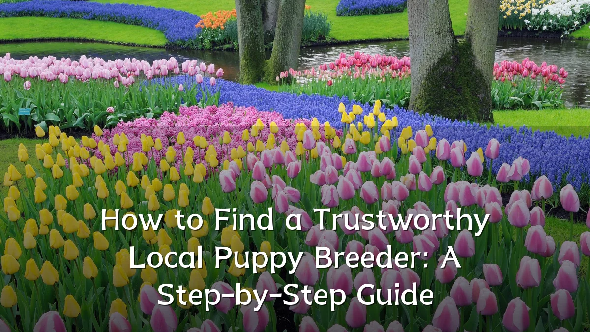 How to Find a Trustworthy Local Puppy Breeder: A Step-by-Step Guide
