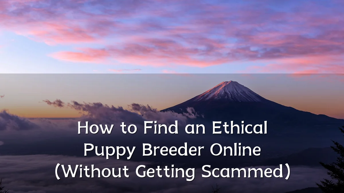 How to Find an Ethical Puppy Breeder Online (Without Getting Scammed)