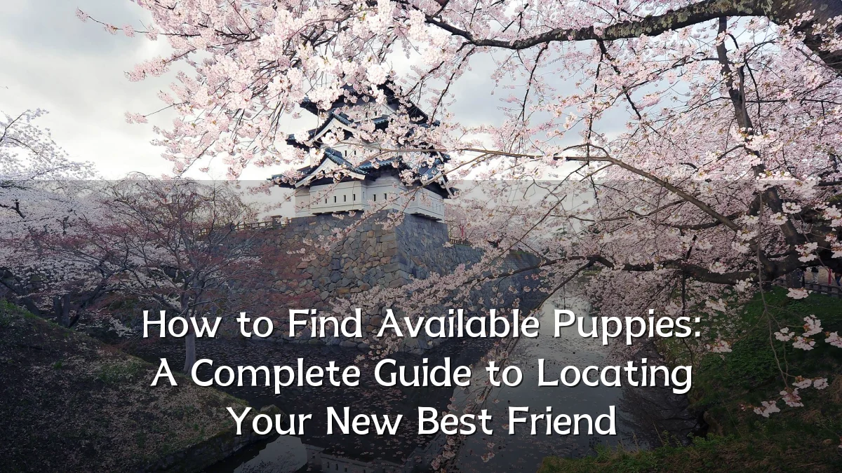 How to Find Available Puppies: A Complete Guide to Locating Your New Best Friend