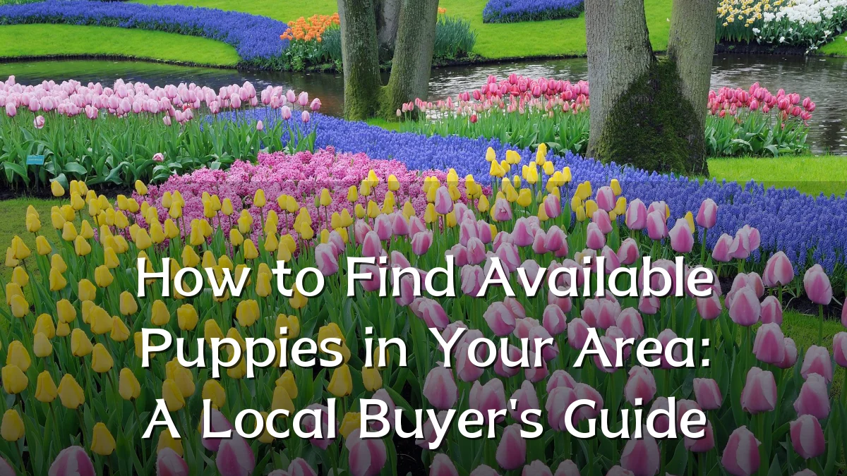 How to Find Available Puppies in Your Area: A Local Buyer's Guide