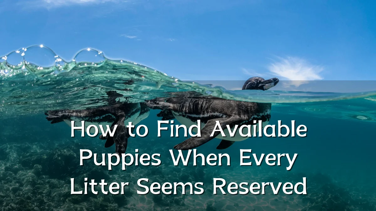 How to Find Available Puppies When Every Litter Seems Reserved