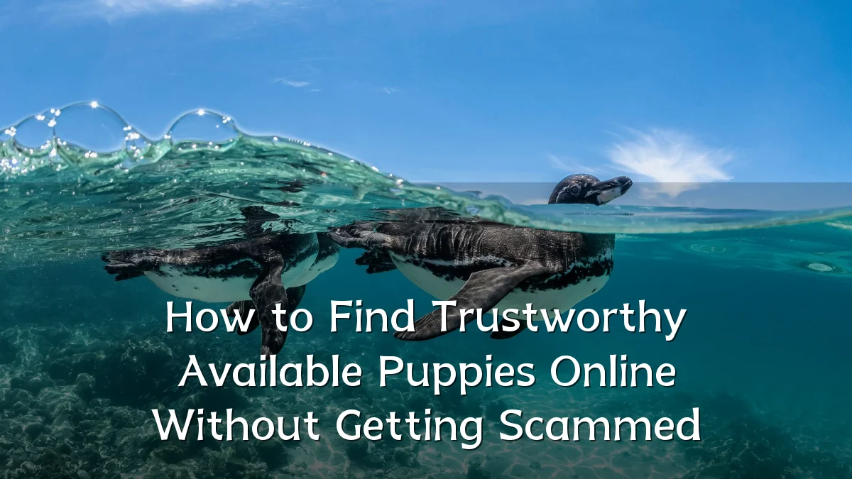 How to Find Trustworthy Available Puppies Online Without Getting Scammed