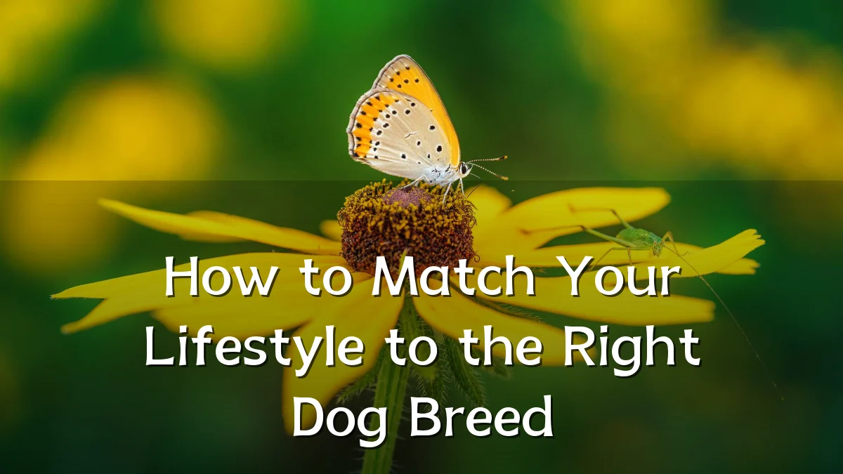 How to Match Your Lifestyle to the Right Dog Breed
