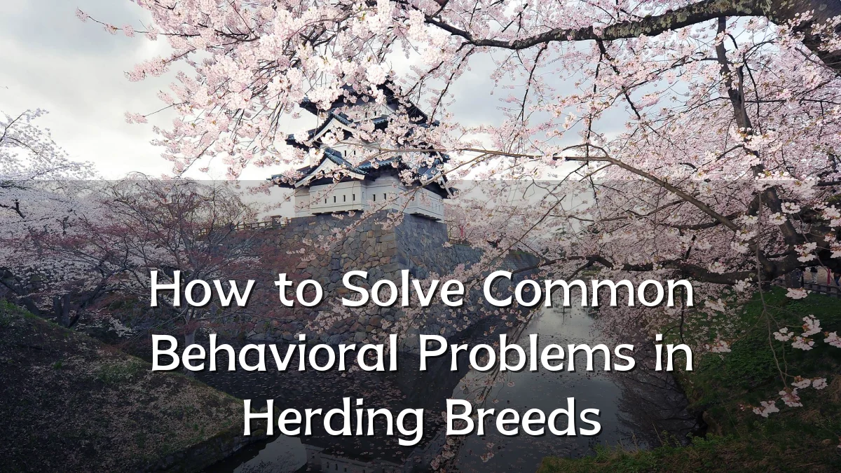 How to Solve Common Behavioral Problems in Herding Breeds