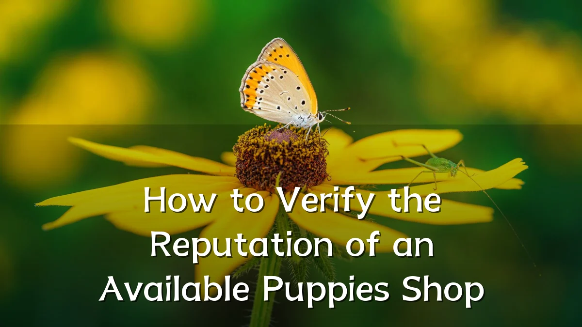 How to Verify the Reputation of an Available Puppies Shop