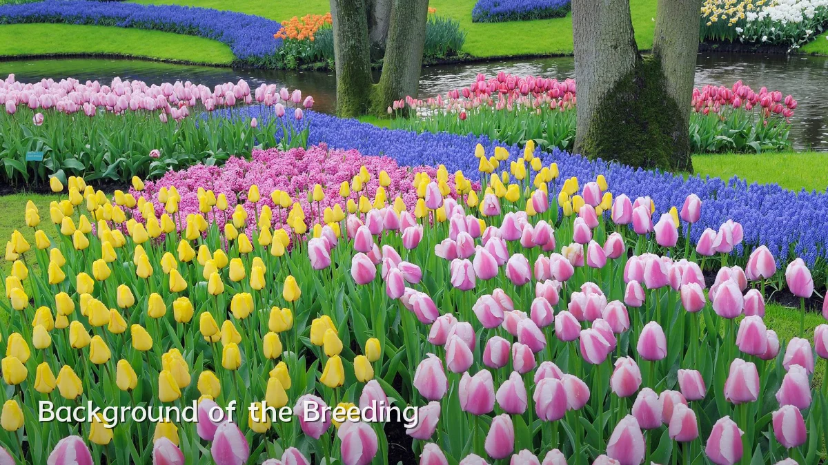 Background of the Breeding