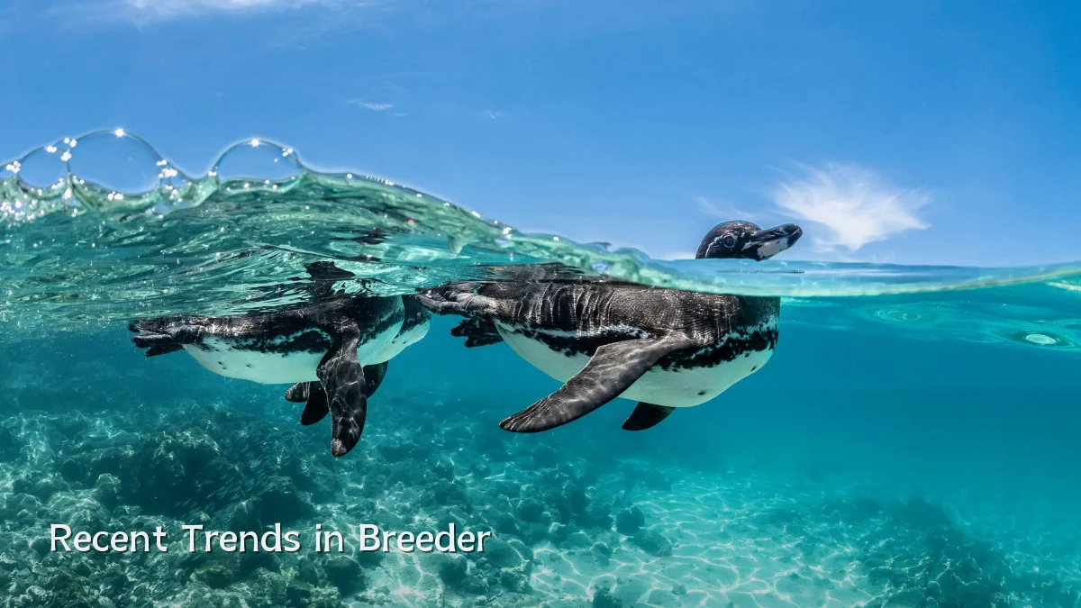 Recent Trends in Breeder