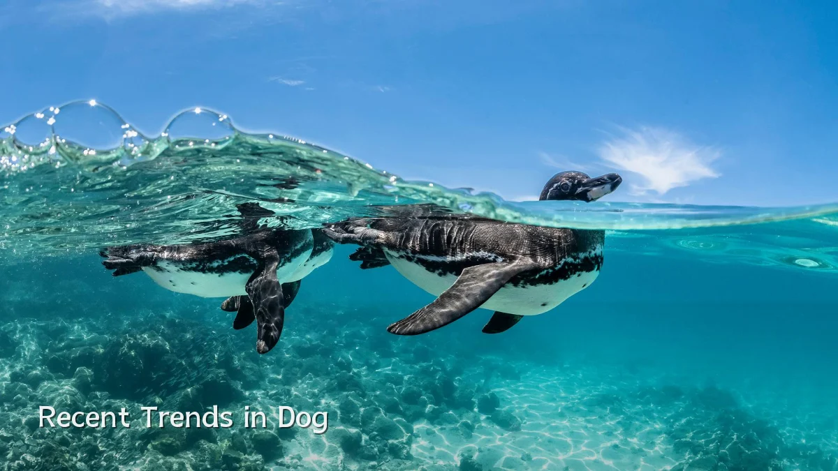 Recent Trends in Dog