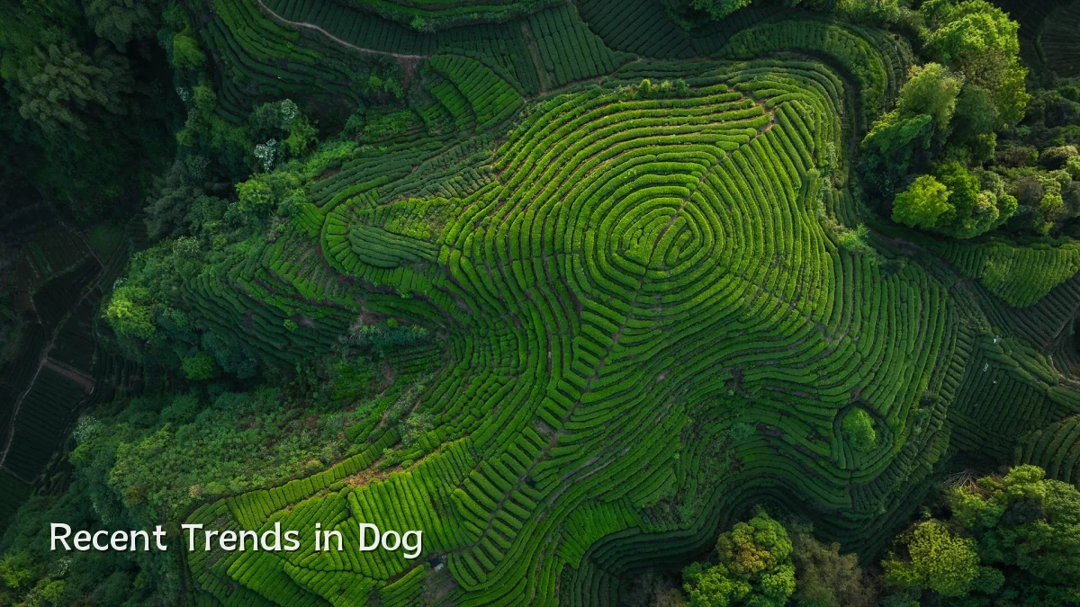 Recent Trends in Dog