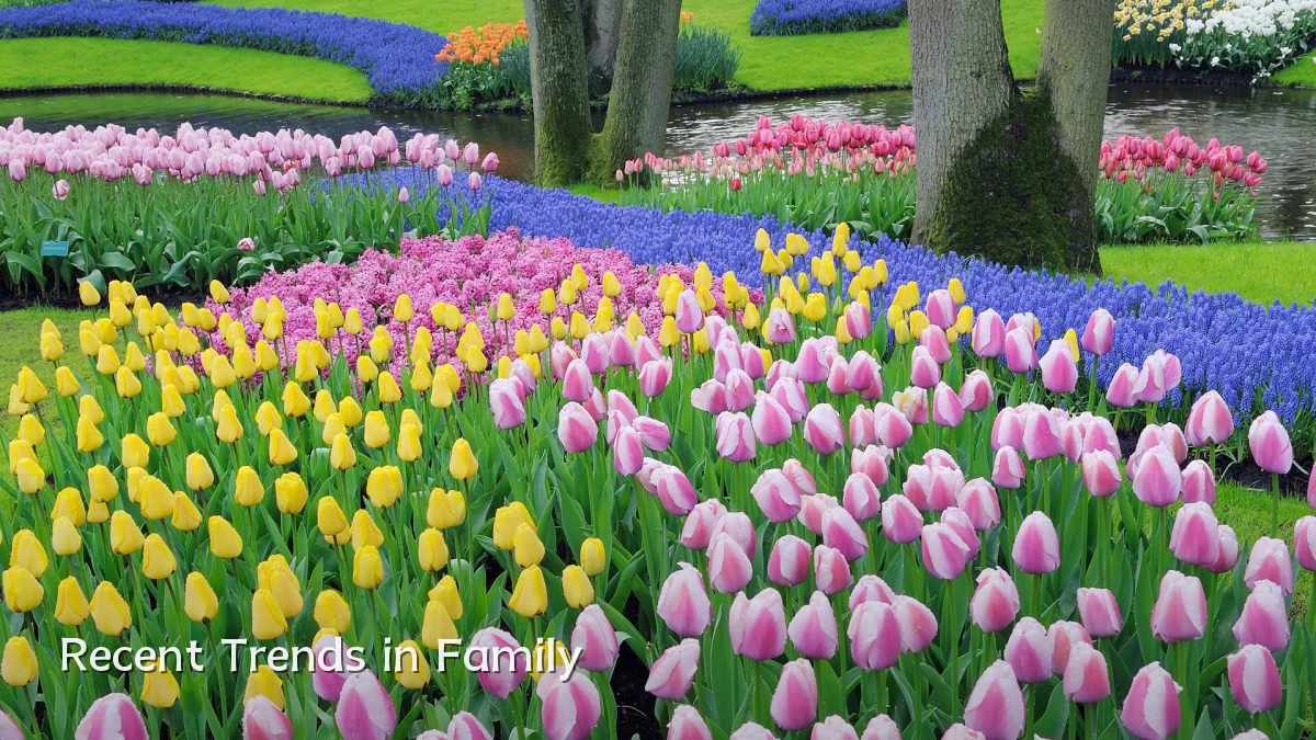Recent Trends in Family