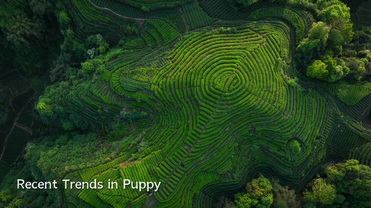 Recent Trends in Puppy
