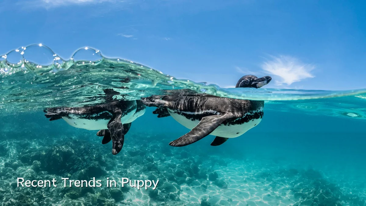 Recent Trends in Puppy