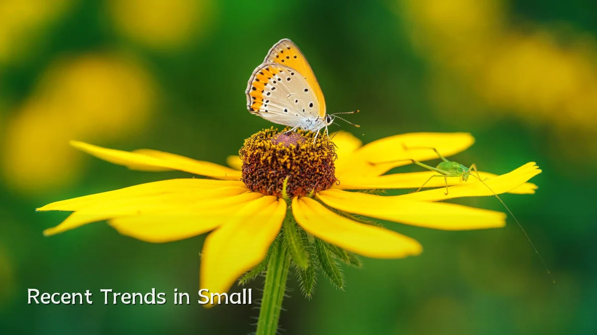 Recent Trends in Small