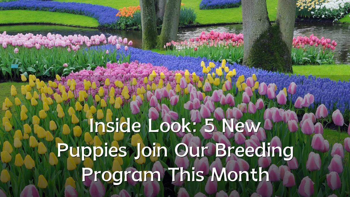 Inside Look: 5 New Puppies Join Our Breeding Program This Month