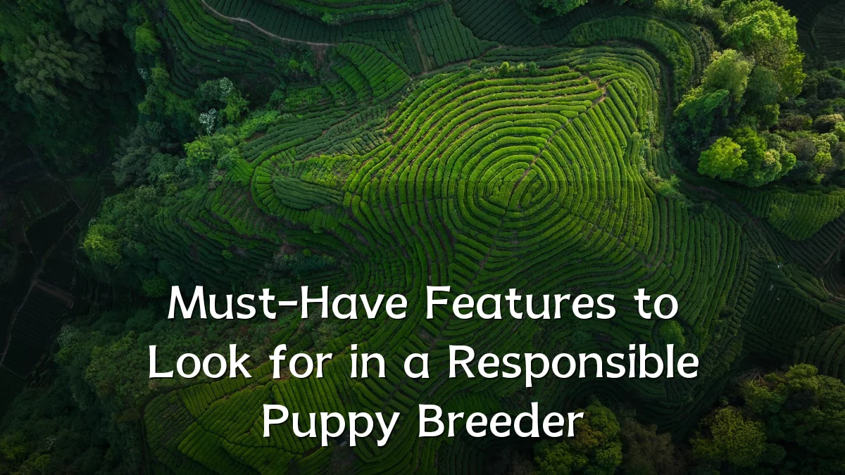 Must-Have Features to Look for in a Responsible Puppy Breeder