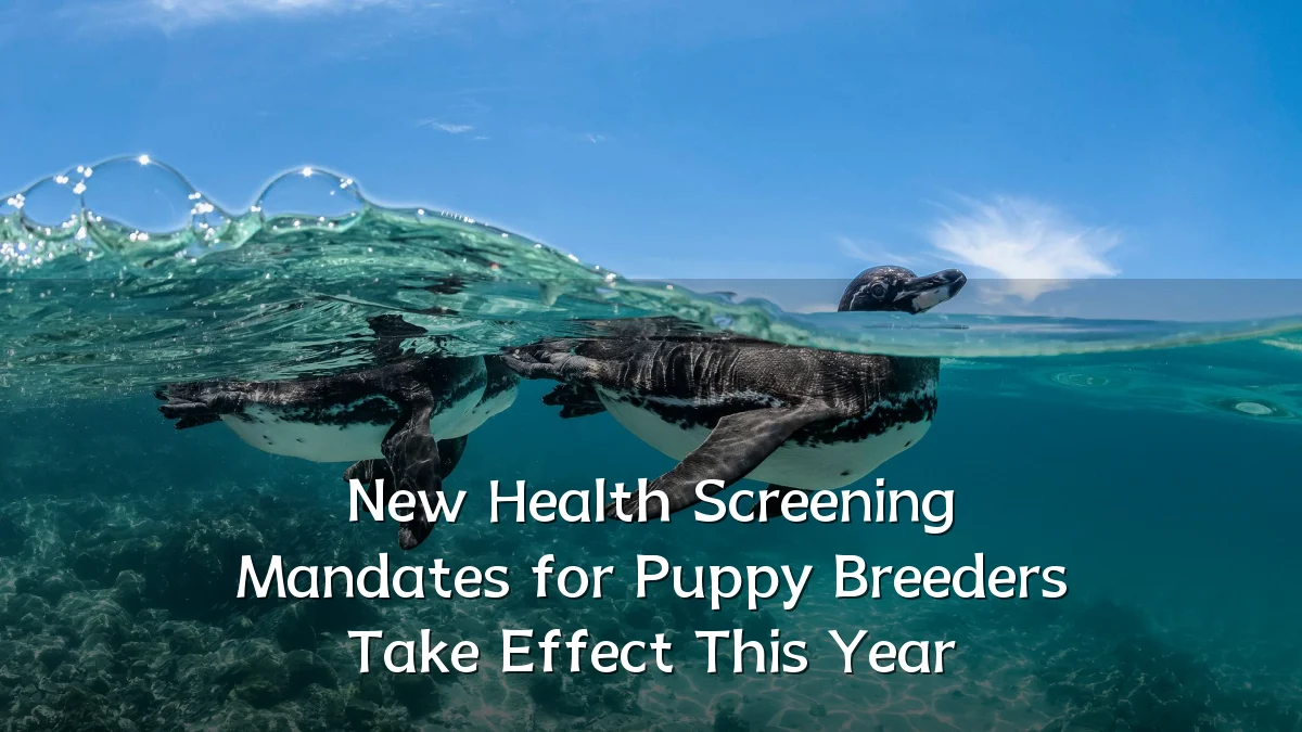 New Health Screening Mandates for Puppy Breeders Take Effect This Year