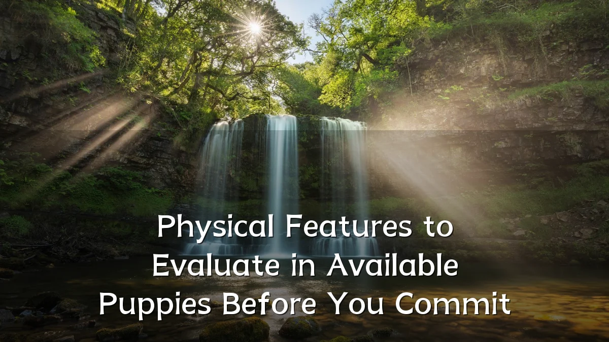 Physical Features to Evaluate in Available Puppies Before You Commit